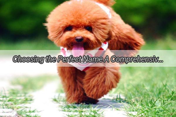 Choosing the Perfect Name A Comprehensive Guide to Naming Your Female Dog